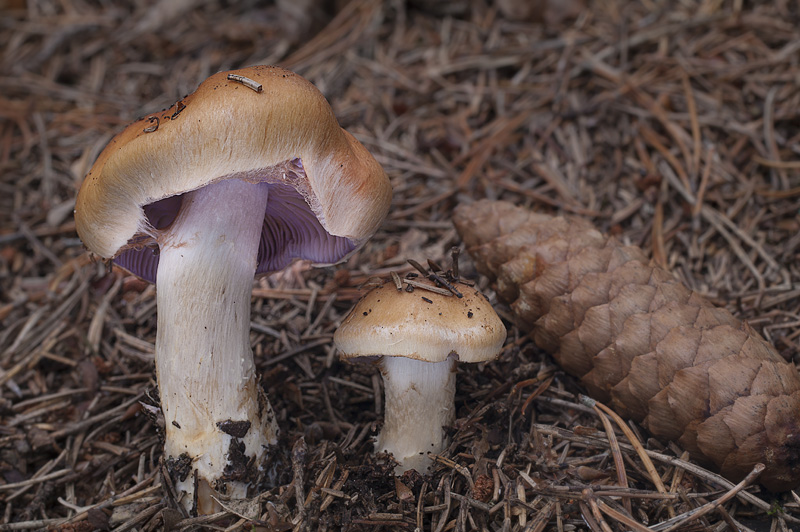 Cortinarius varius